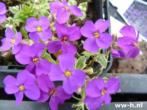 Aubrieta 'Argenteovariegata'